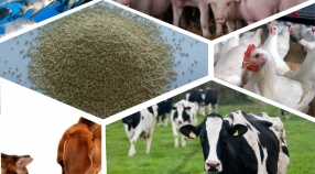 Пробиотические комплексы для производства всех видов кормов