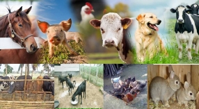 Высокопродуктивные корма для сельскохозяйственных животных